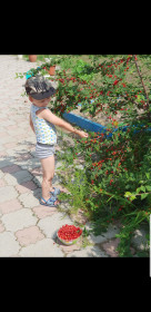 Сбор урожая вишни