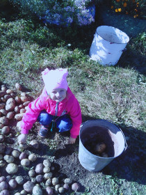 Уборка главного урожая!