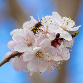 Цветущий абрикос в Николаевке.