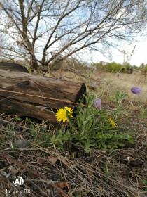 Распустился пенёк