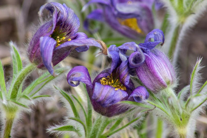 Подснежники амурские