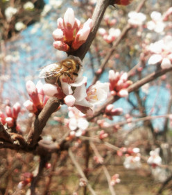 Вишня цветет в Архаре