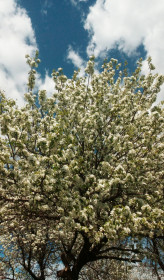 Красиво цветет груша в Архаре