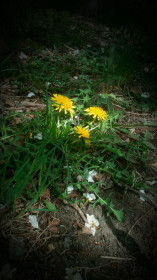 Желтое солнышко