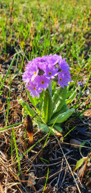 Сиреневое чудо