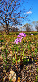 Весенняя красота