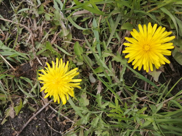 Глазки весны