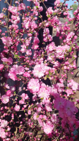 Сакура в Пояркове