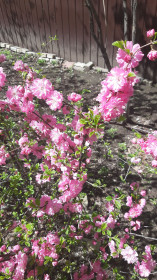 В розовом платье