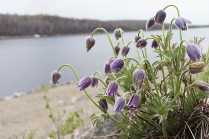 Первоцветы