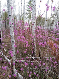 Краски весны. Магдагачинский район.
