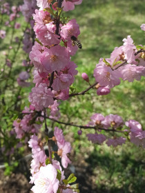 Пчёлка на цветке сакуры