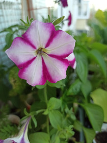 Петуния душистая весною расцвела