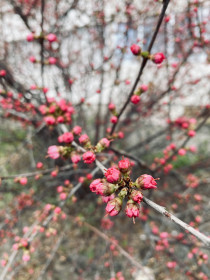 Весна рядом. Пос. Новобурейский
