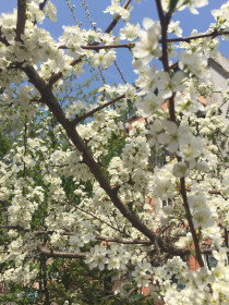 Нежность. Благовещенск