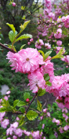 Сакура в Благовещенске