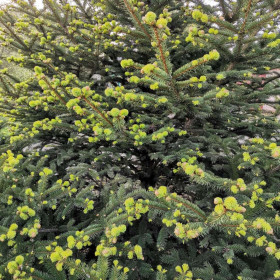 Цветут даже ели