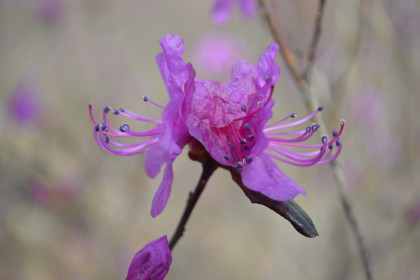 Рододендрон даурский