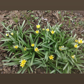 Солнечные тюльпаны