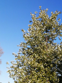 Весны весёлый привет