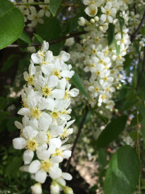 Сад зацвёл!