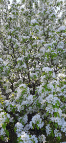 Душистое облако весны с.Тамбовка