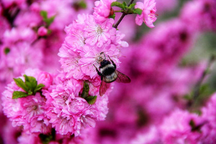 Цветущая сакура. Май 2018 года. Благовещенс. АмГУ.