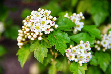 Увы, не знаю, что за деревце так красиво цветет...