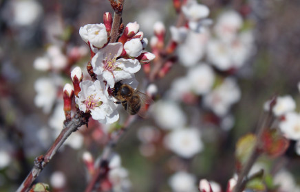 Цветущая вишня в Белогорье