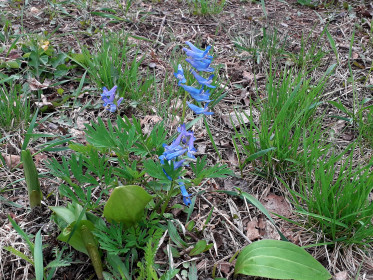 Хохлатка обманчивая. С.Владимировка