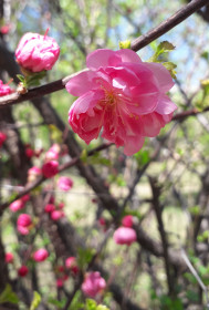 Цветущий май в Благовещенске