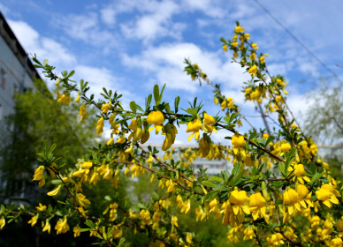 А у нас во дворе