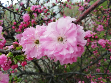 Весеннее цветение