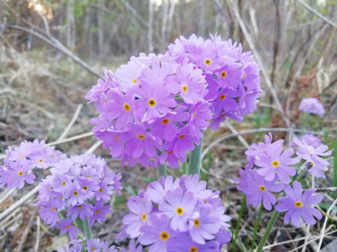 Новенький цветок