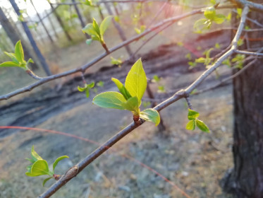 Молоденький листочек