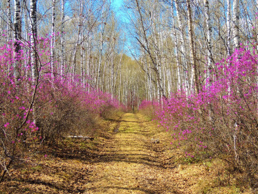 Лесная тропа.