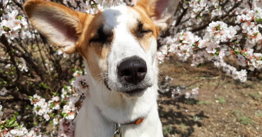 Распустились уши