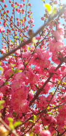 Сказочными ароматами окутана территория АмГУ.