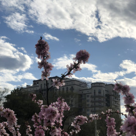 Цветущая сакура в Благовещенске