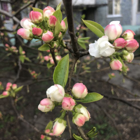 Яблоневый цвет