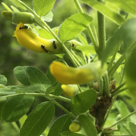 Акация расцветает в Благовещенске