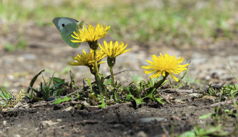 Одуванчики