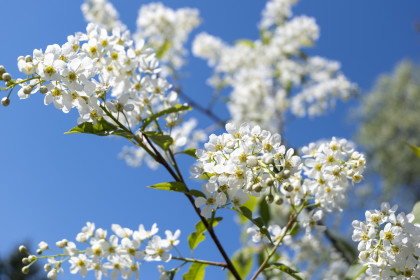 Черёмуха в Мазановском районе