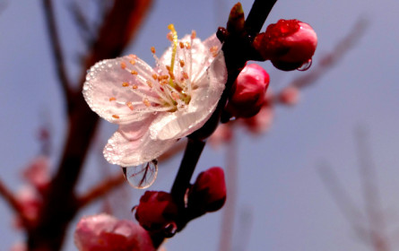 Капли утренней росы