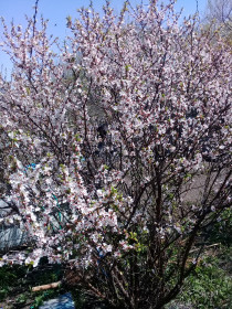 Вишня в цвету