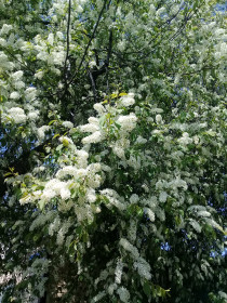 Ах, черёмуха-красавица