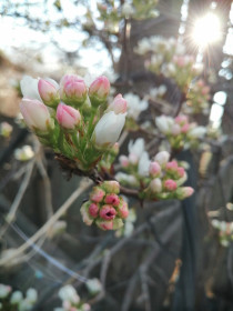 Груша в Ромненском районе