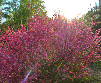 Микрорайон цветет