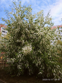 Плакучая черемуха нашего двора.