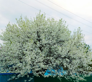 Прелести деревни